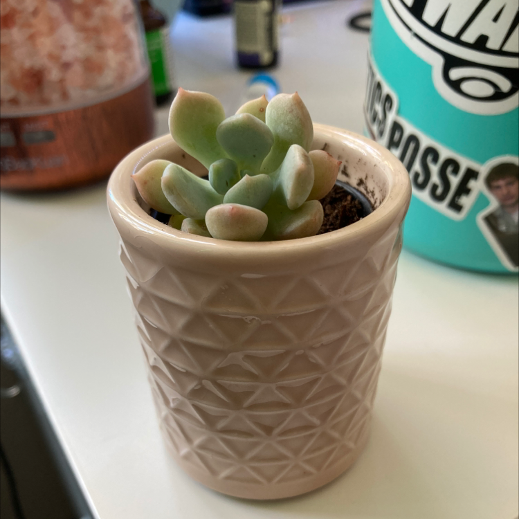 Photo of the plant species Pachyveria 'Blue Haze' by @Vivitheplantlady named Precious on Greg, the plant care app