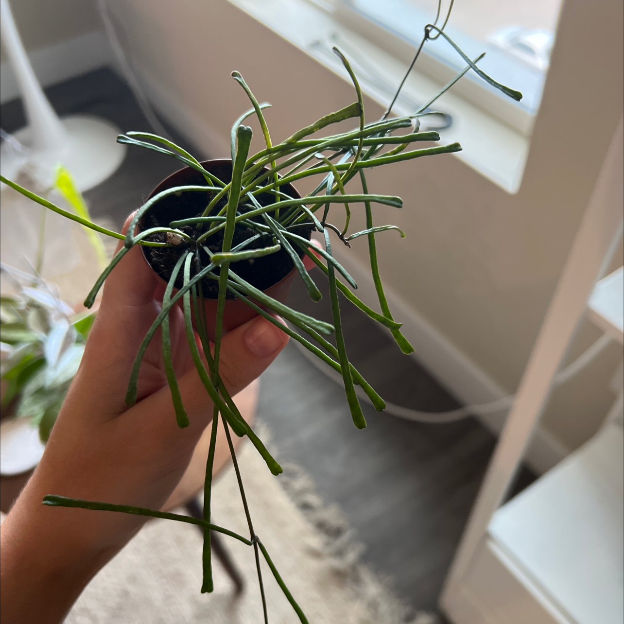 A healthy Grass-leaved Hoya plant with long, thin leaves held in a small pot.