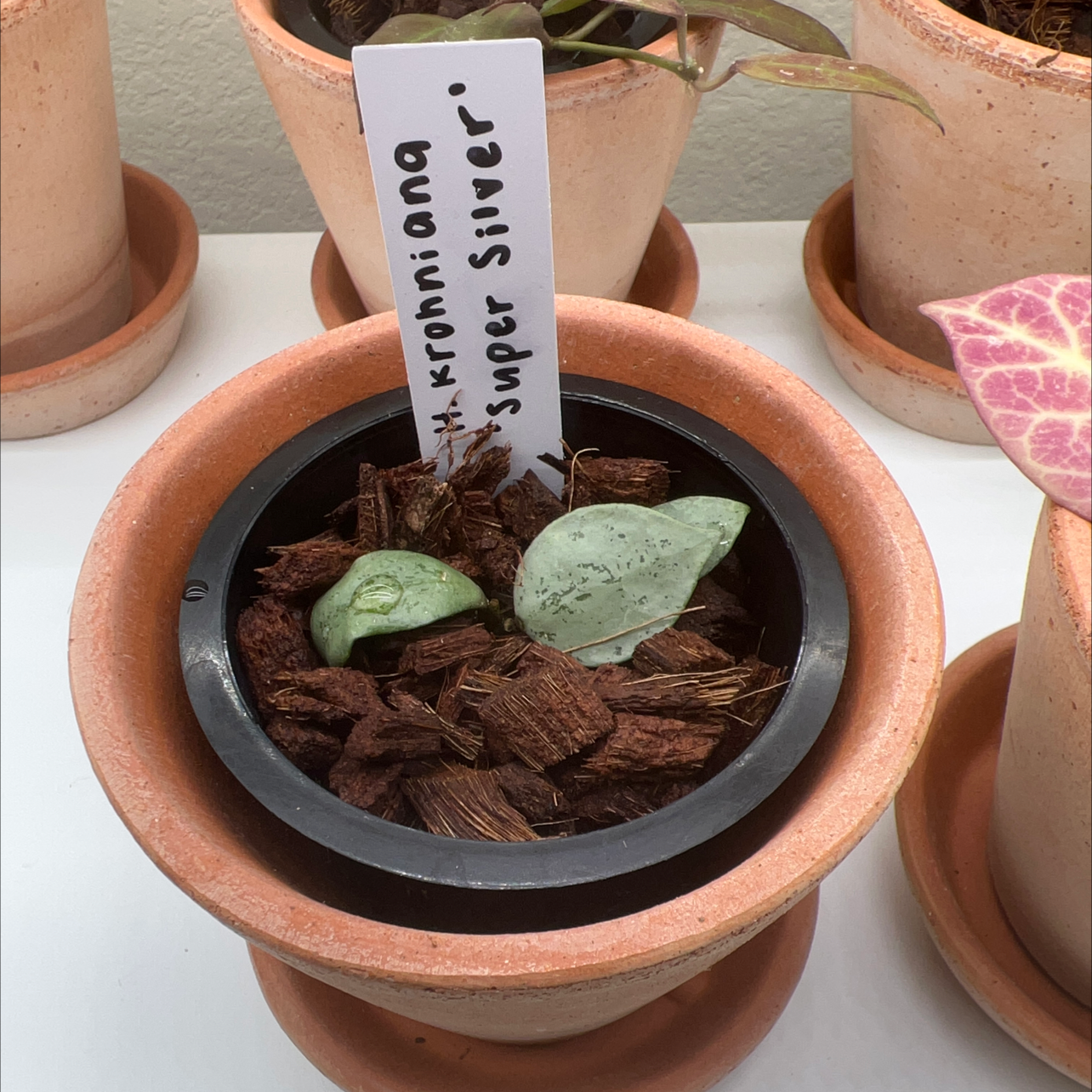 Potted Hoya khroniana Silver Splash plant with two healthy leaves and bark-based soil.