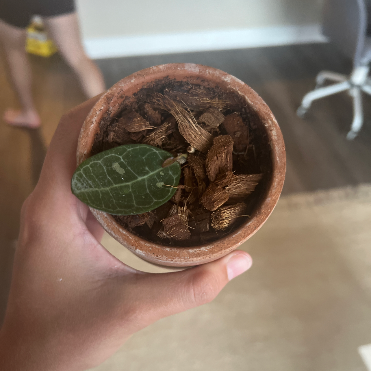 Madagascar Jewel plant in a small pot with one visible leaf and mulch covering the soil.