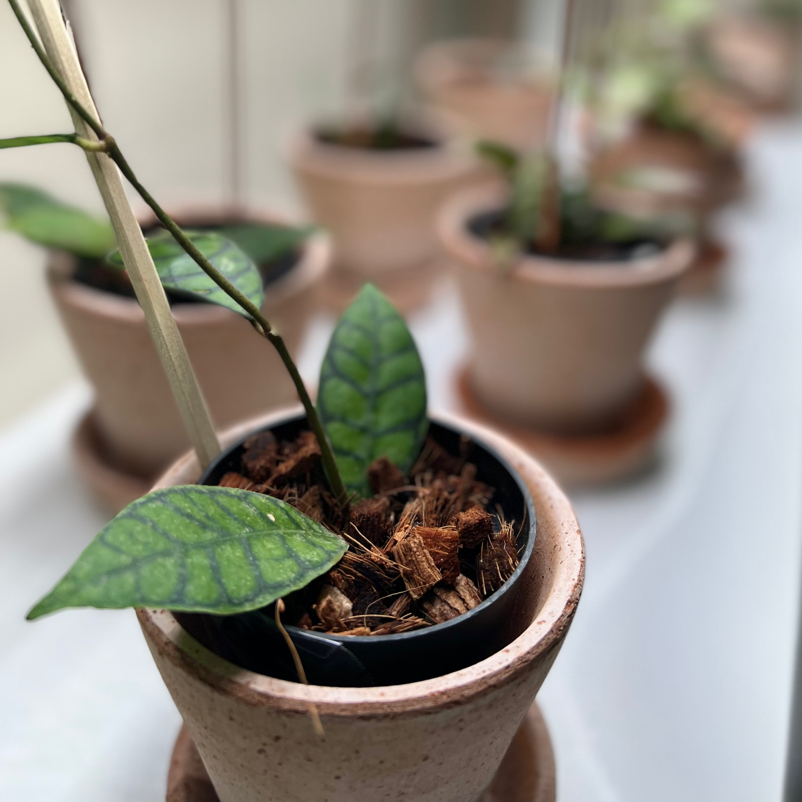 Stiff Leafed Hoya plant in a terracotta pot with visible soil and mulch, surrounded by similar potted plants.