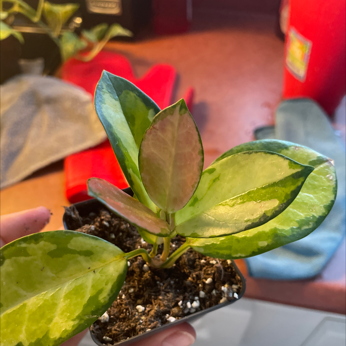 Hoya 'Lisa' plant with variegated leaves in a small pot, held by a hand.
