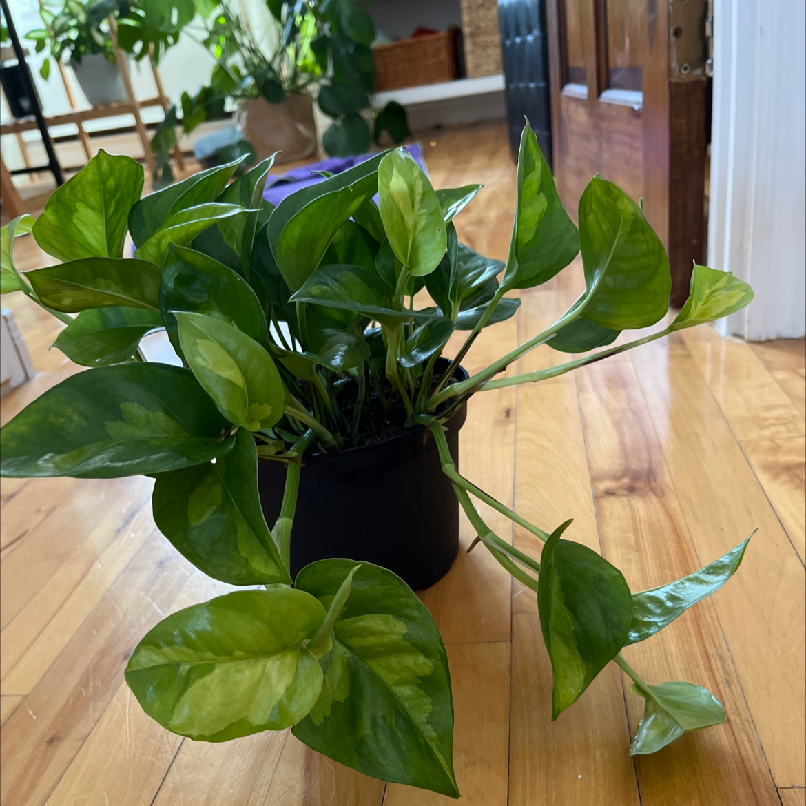 Healthy Global Green Pothos plant in a black pot with vibrant green leaves.
