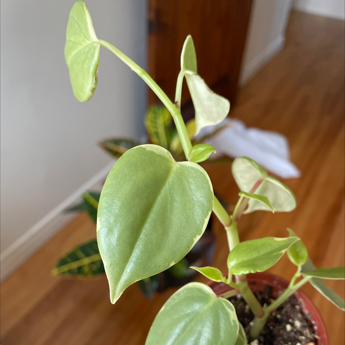 Photo of the plant species Vining Peperomia by Marianne named Aunt May on Greg, the plant care app