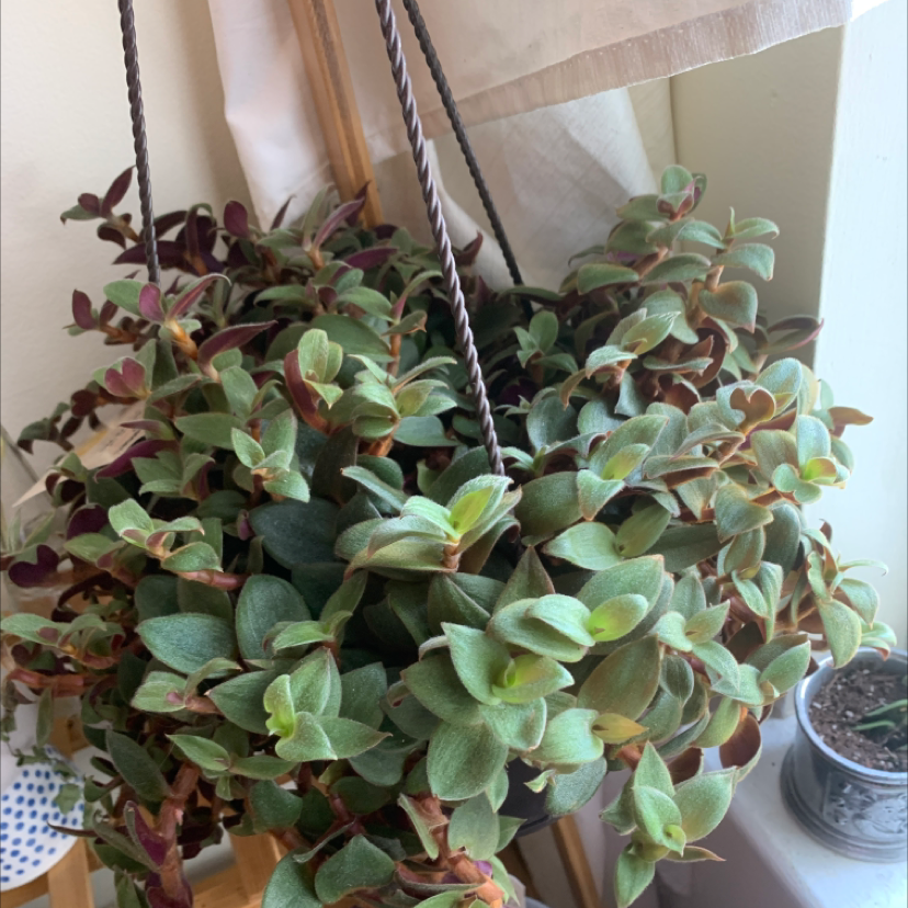 Hanging Teddy Bear Vine plant with thick, fuzzy leaves in good health.