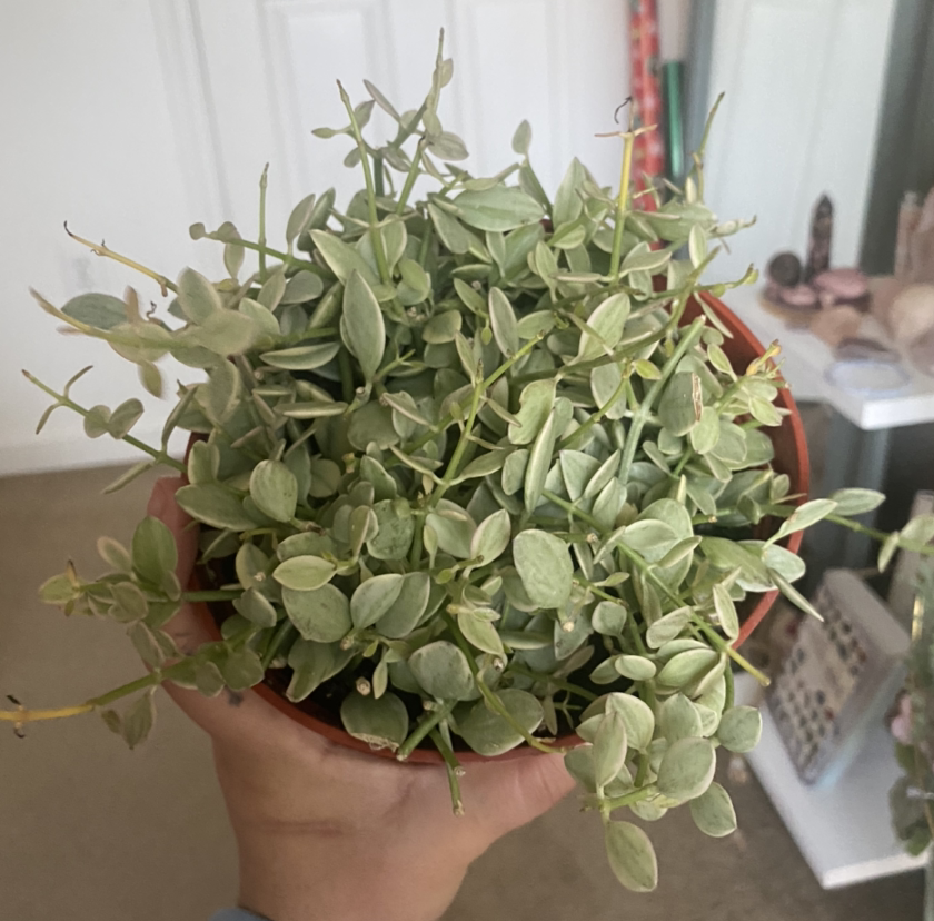 Potted Dischidia oiantha 'Variegata' plant held by a hand, appears healthy.
