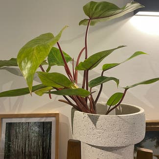 Blushing Philodendron plant in Amsterdam, Noord-Holland