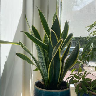 Snake Plant plant in Amsterdam, Noord-Holland