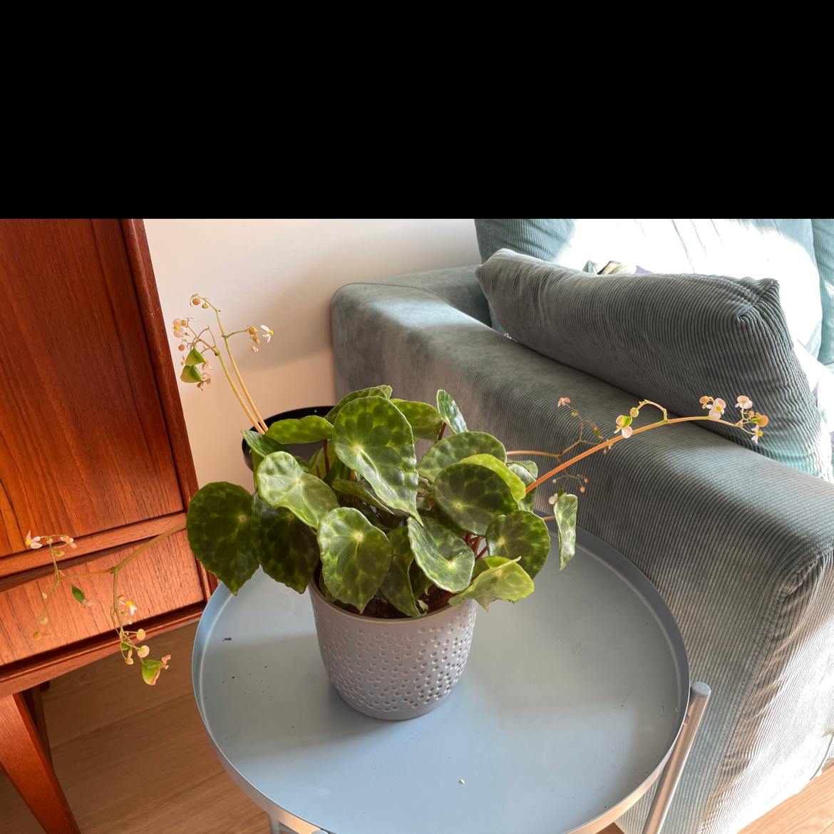 Plant care for Bamboo Orchid on Greg, the plant care app