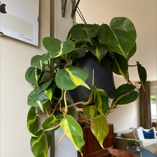 Heartleaf Philodendron plant in Amsterdam, Noord-Holland