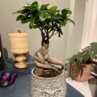 Ficus Ginseng plant in Amsterdam, Noord-Holland