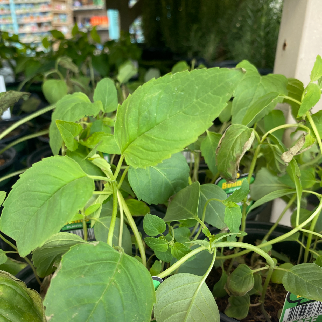 Photo of the plant species Orange Jewelweed by Rosalie named Bee balm on Greg, the plant care app
