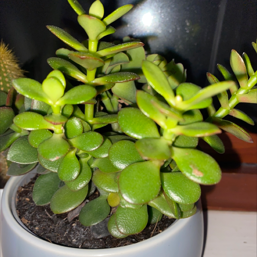 Lucky Plant plant photo by @Jennycopland123 named Eden on Greg, the plant care app.