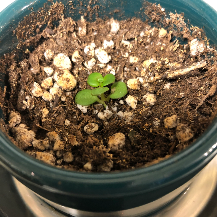 Healthy Cobaea scandens plant with white bell-shaped flowers and green foliage growing in a teal pot filled with soil.