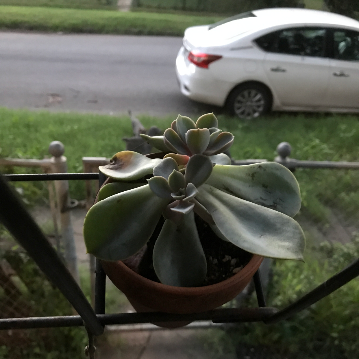 Ghost Plant plant photo by @OutKast2552 named Penelope on Greg, the plant care app.