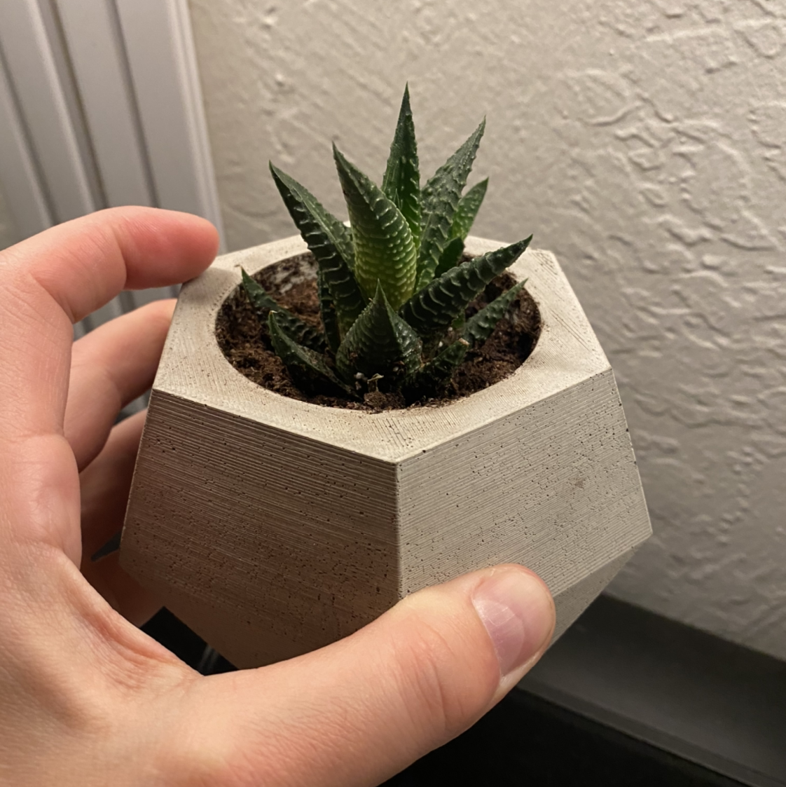 Healthy Haworthia limifolia succulent in a concrete pot held by a hand, with densely packed green triangular leaves forming a rosette.