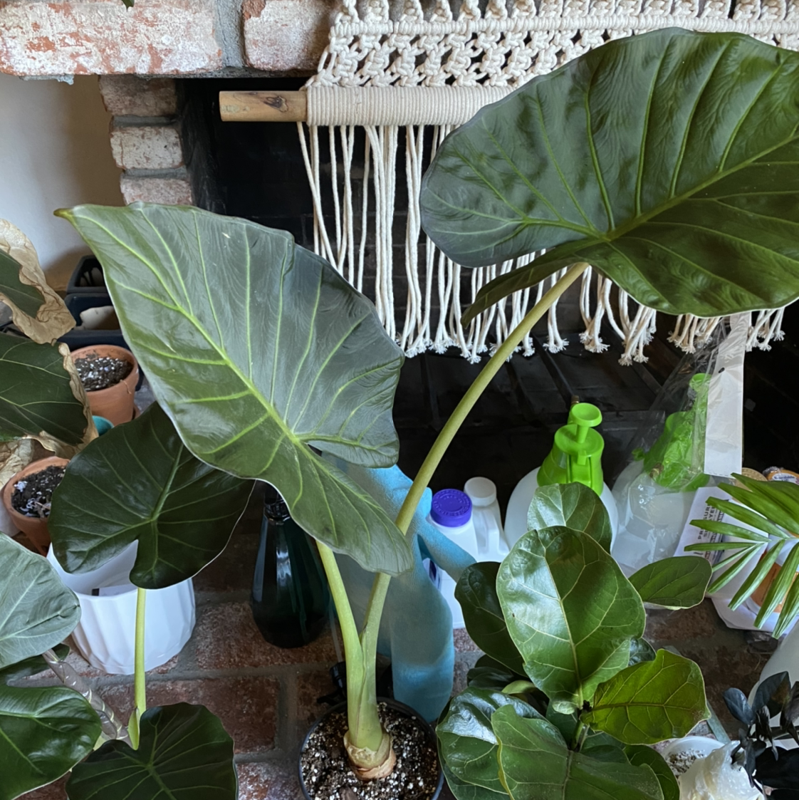 Alocasia 'Regal Shields' plant with large, dark green leaves, surrounded by household items and other plants.