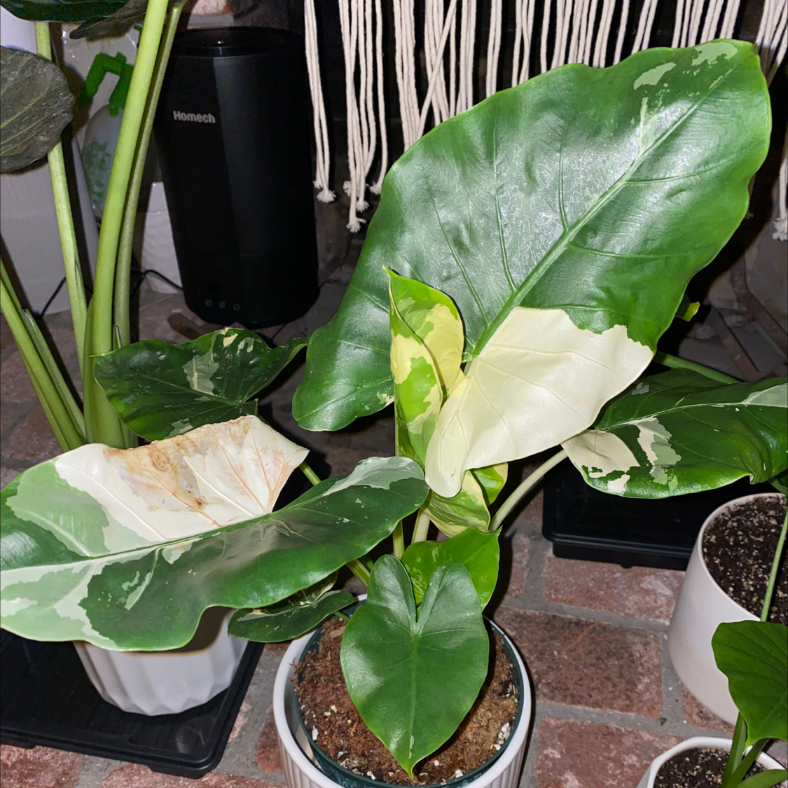 Photo of the plant species Night-Scented Lily by @wla1522 named Vari Odorable on Greg, the plant care app