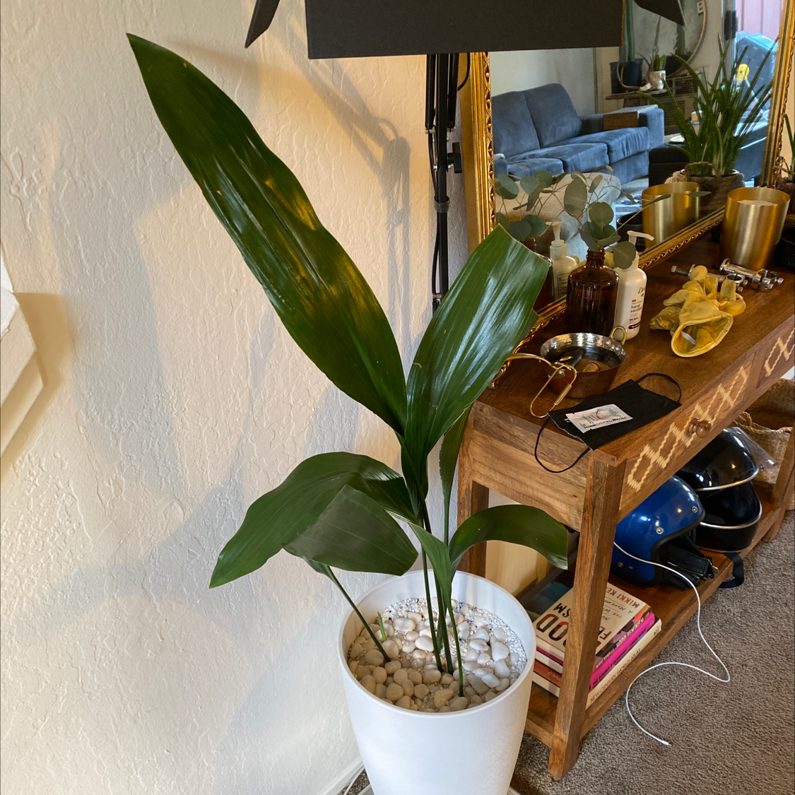Cast Iron Plant in a white pot with white pebbles, indoors with dark green leaves.