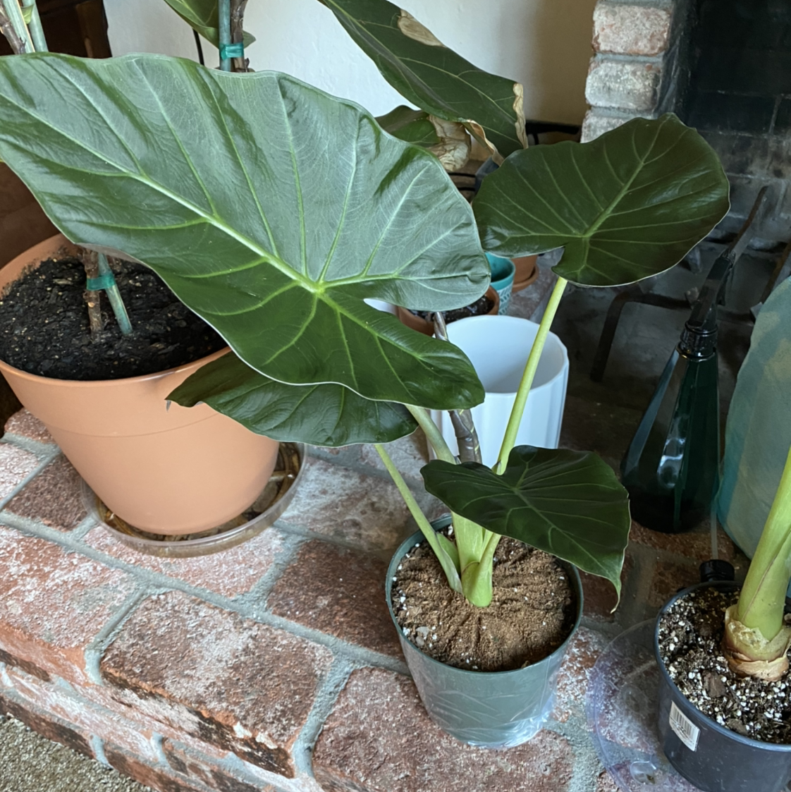 Photo of the plant species Alocasia 'Regal Shields' by @wla1522 named Regal 1 on Greg, the plant care app