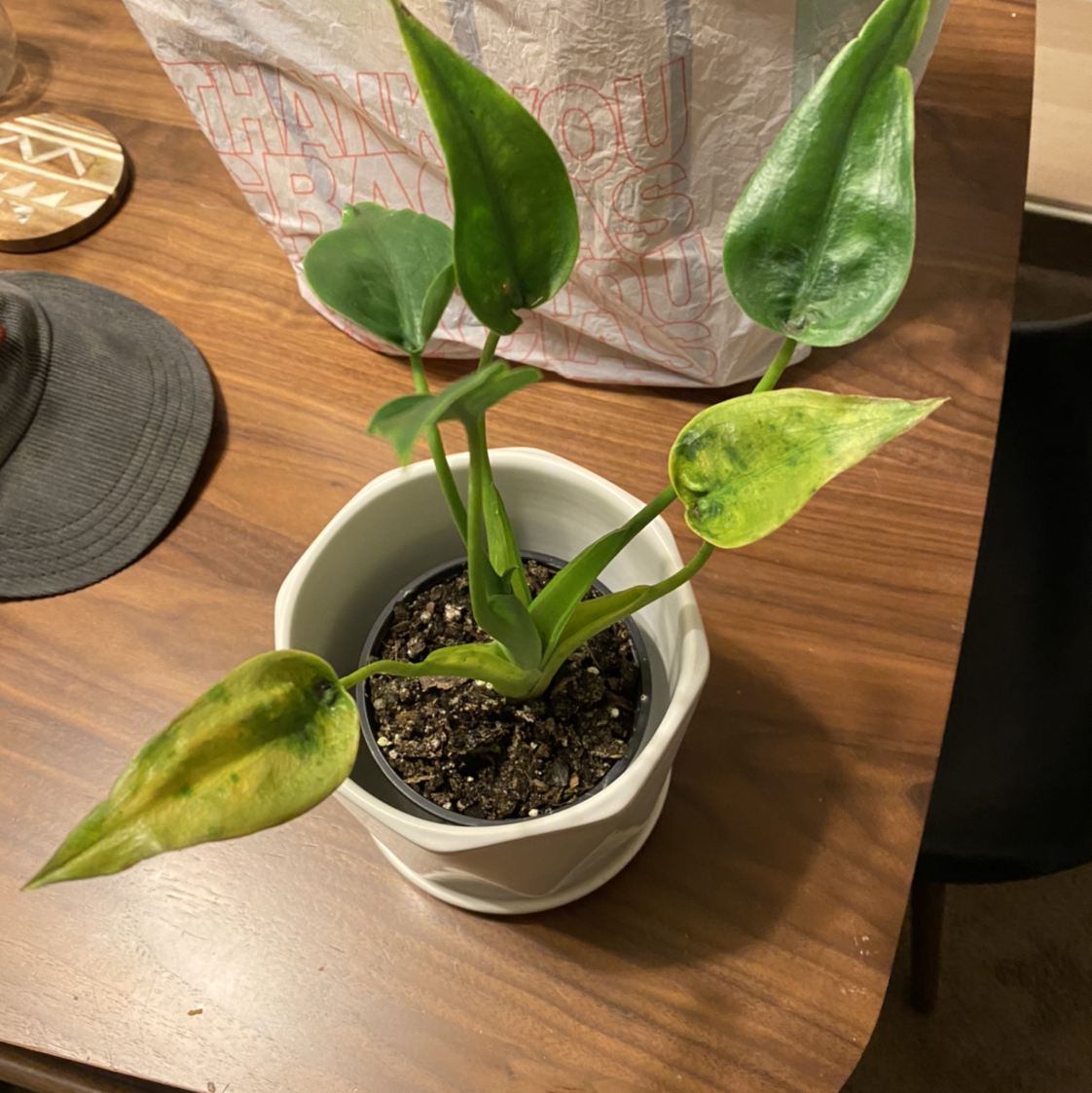 Photo of the plant species Tiny Dancer by @wla1522 named Tiny Dancer on Greg, the plant care app