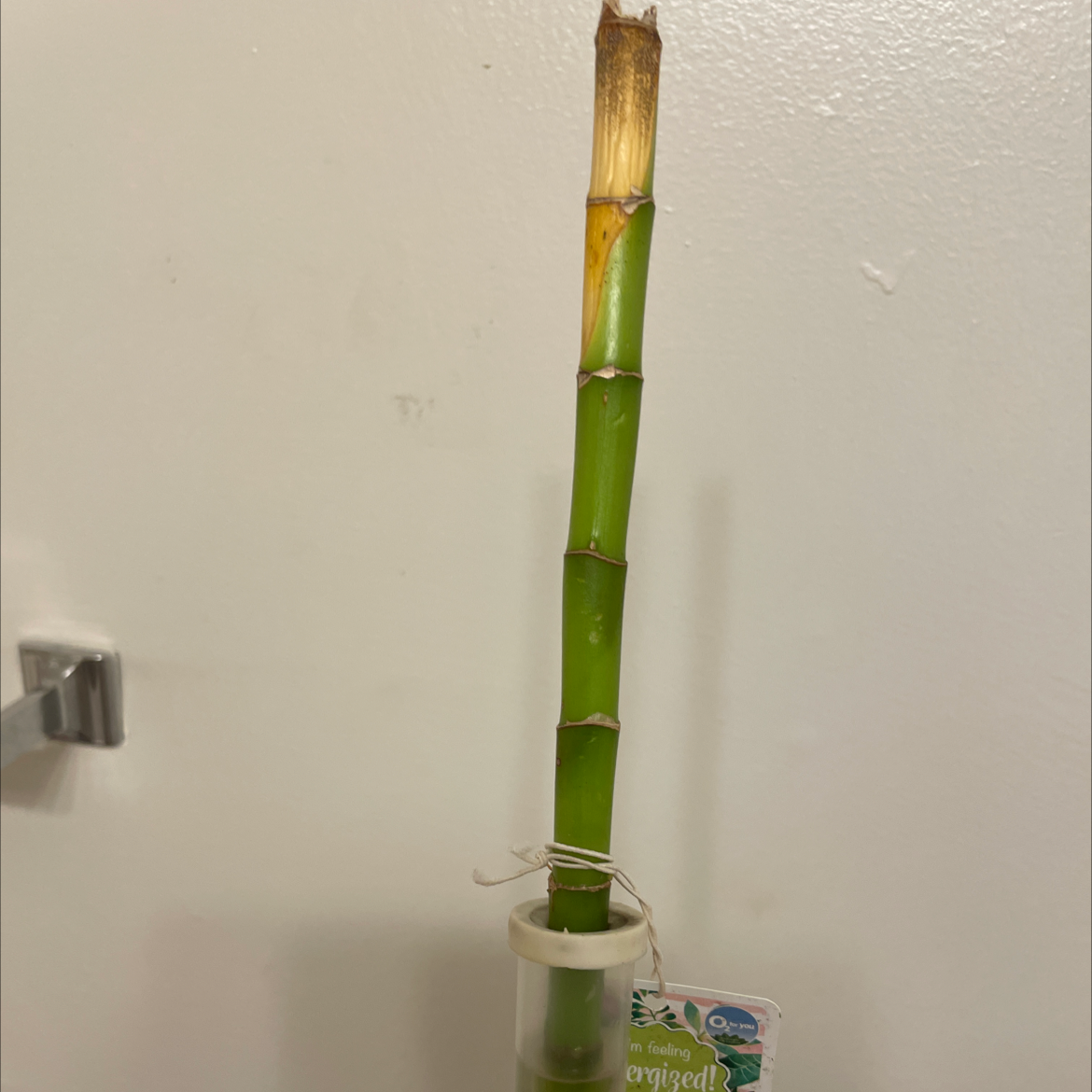 Photo of the plant species Phyllostachys Edulis by Cheleen named Joy on Greg, the plant care app