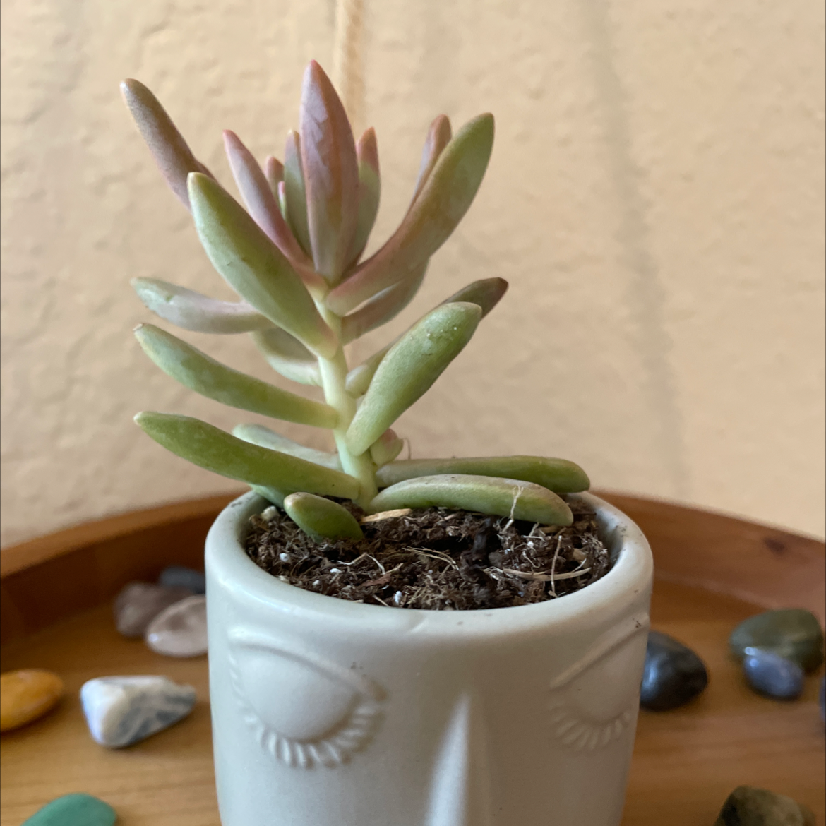 Graptosedum 'Darley Sunshine' succulent in a face-design pot with visible soil.