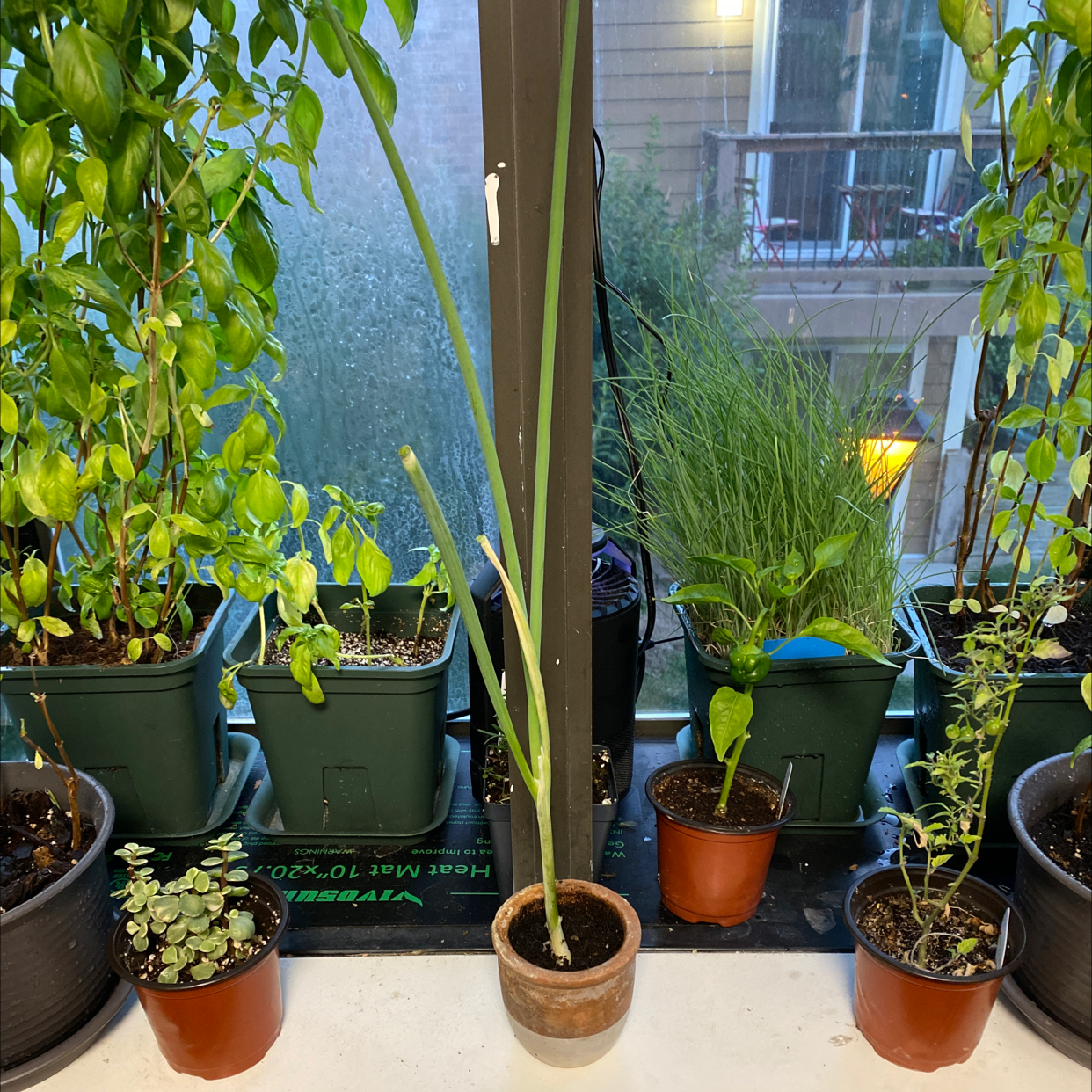 Photo of the plant species Long Green Onion by @WaffleButteredGarden named Shrek on Greg, the plant care app