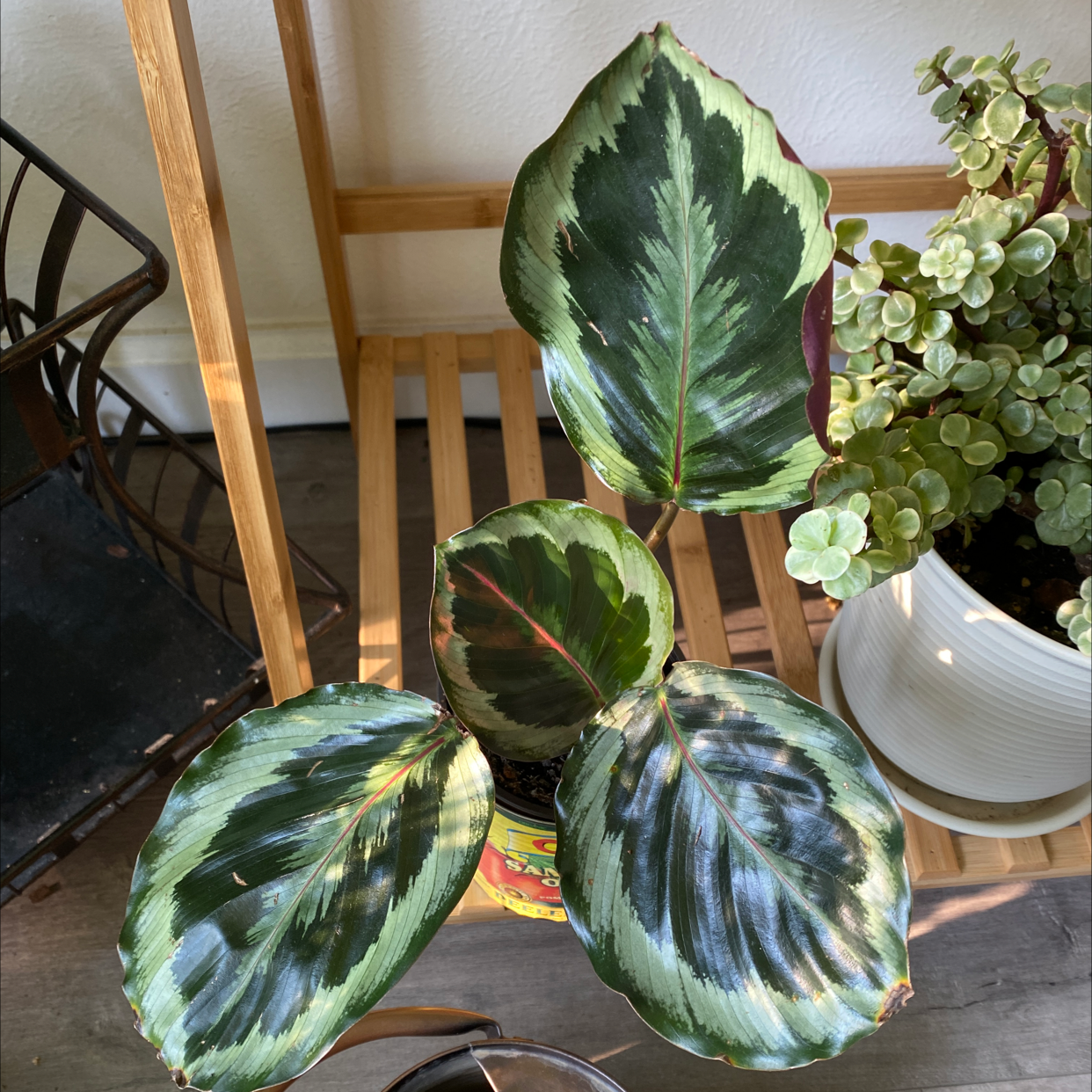 Calathea 'Medallion' plant with broad, patterned leaves in a well-lit room.