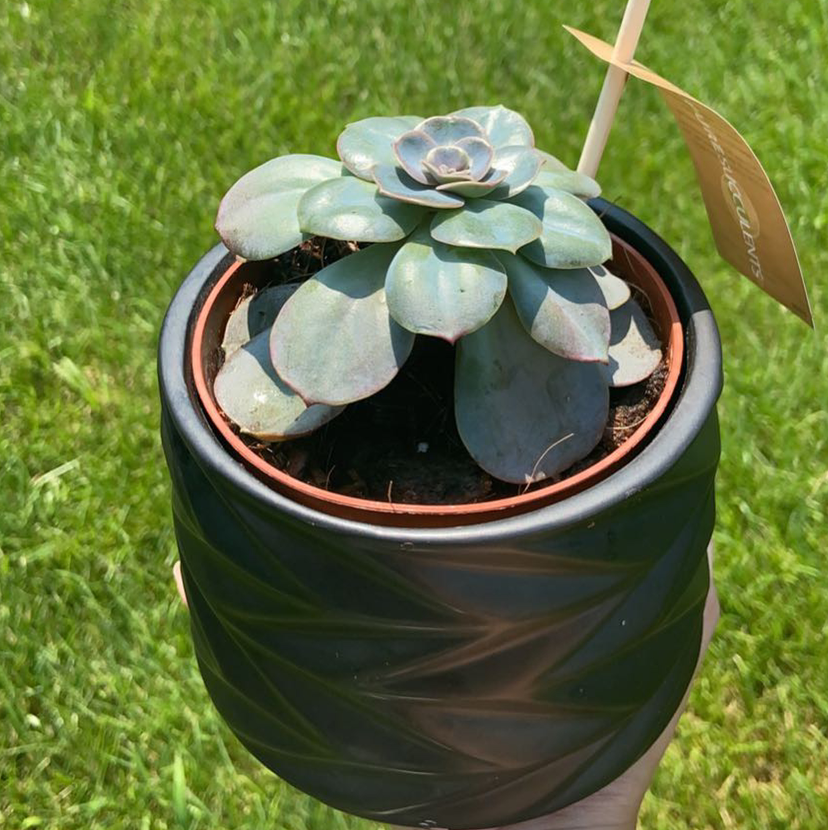 Mexican Snowball plant photo by Olivia named Echeveria ‘perle von nurnberg on Greg, the plant care app.