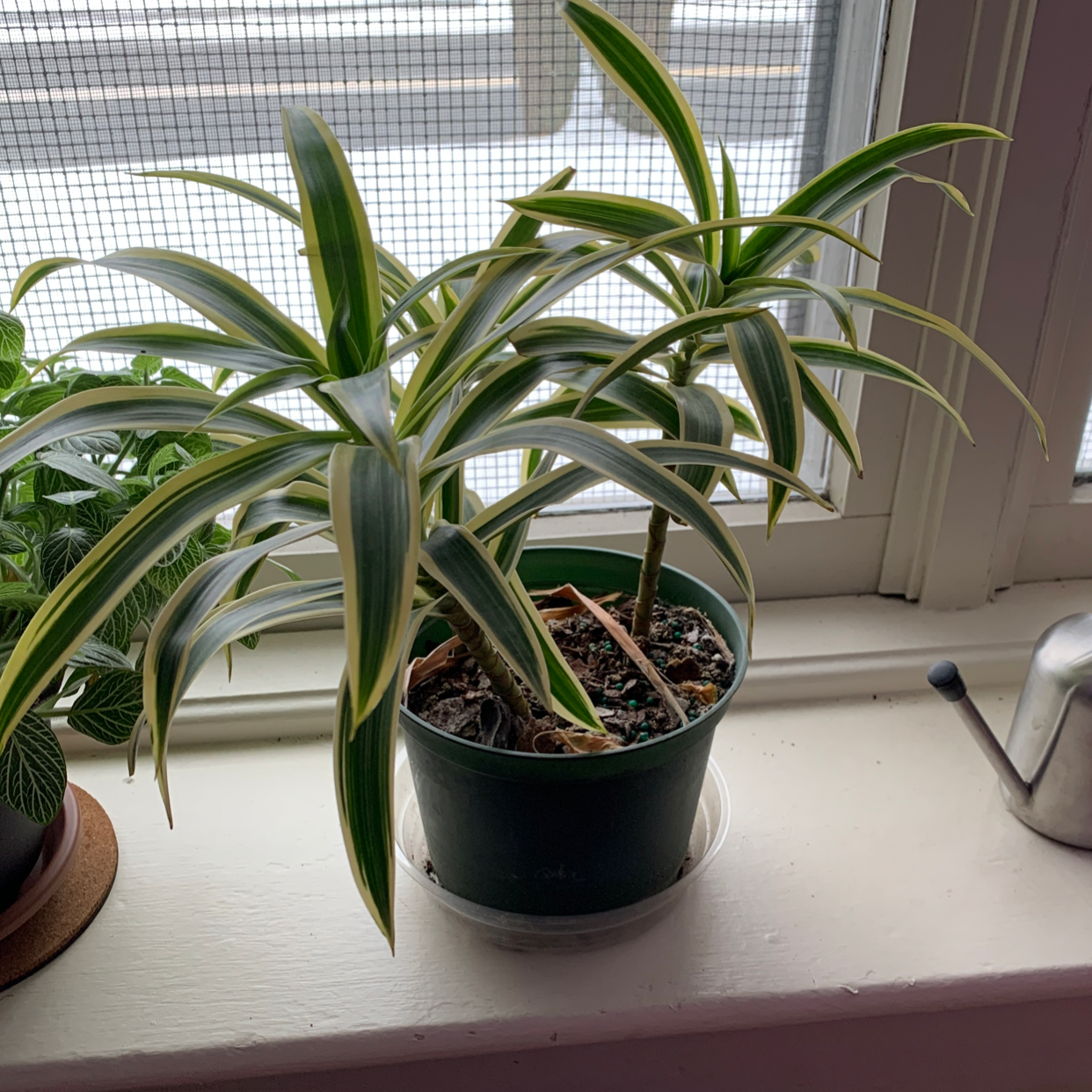 Healthy Song of India plant with vibrant green and yellow striped leaves in a black pot on a windowsill.