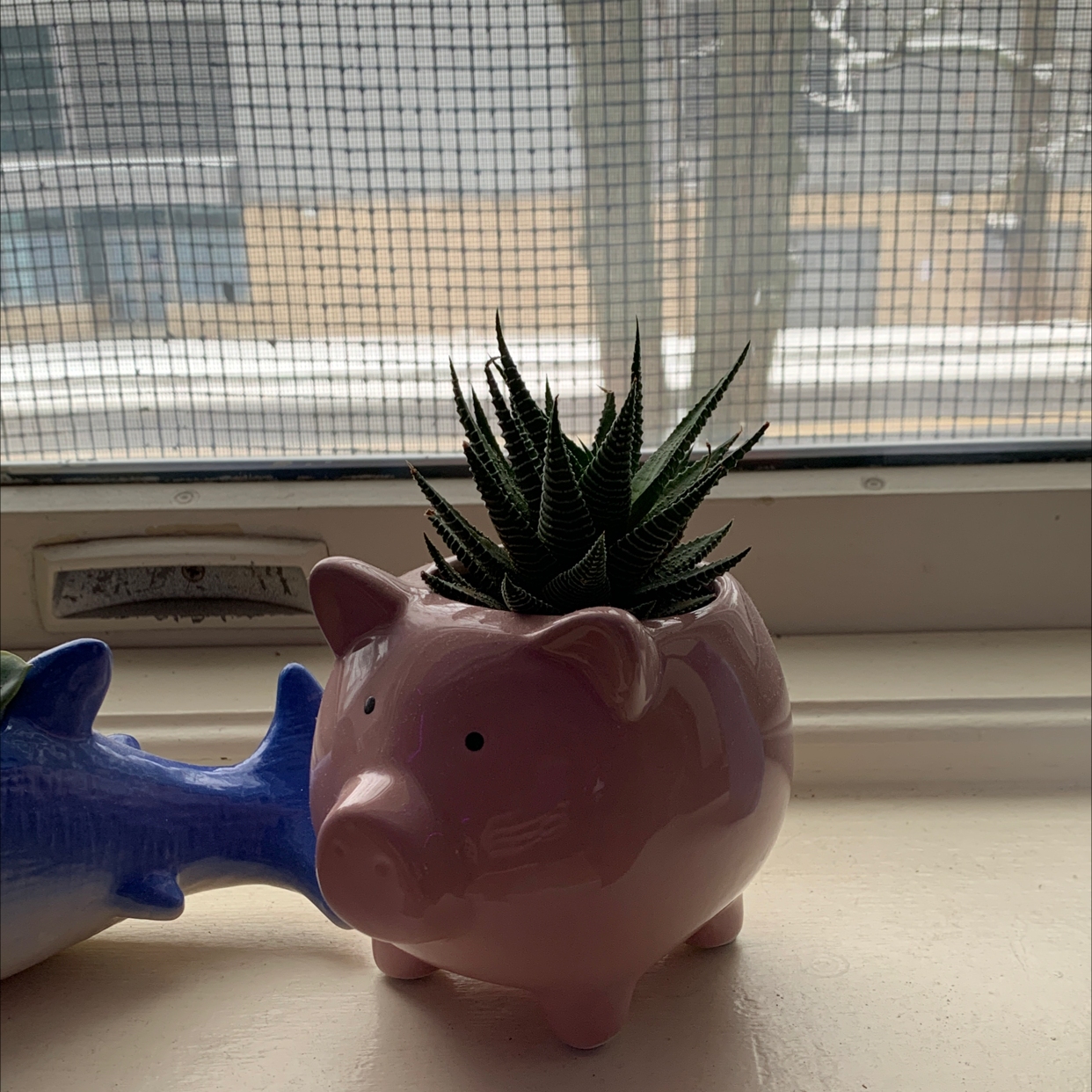 Haworthiopsis limifolia succulent plant in small pink pot on windowsill, with blue ceramic animal figurine.