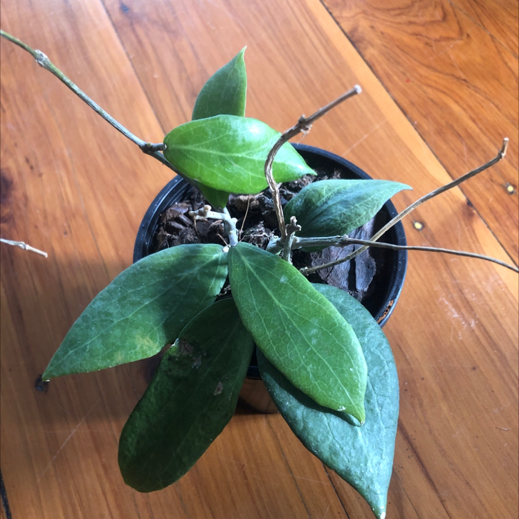 Photo of the plant species Hoya verticillata var. verticillata by Gina named Pottsi on Greg, the plant care app