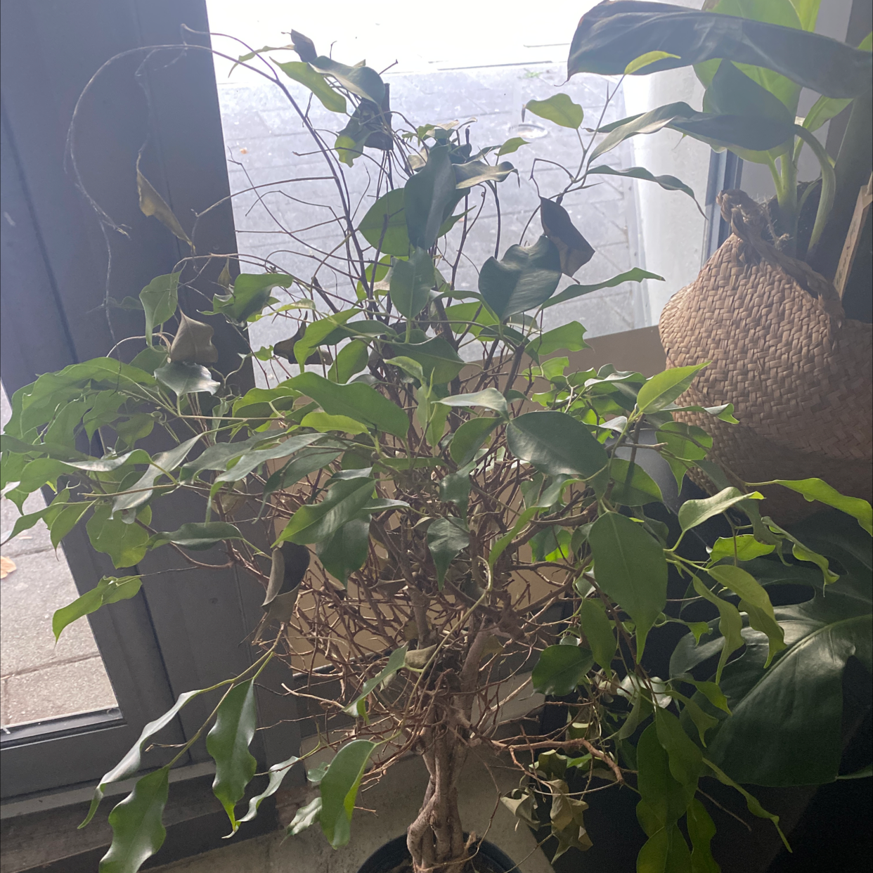 Plant care for Alfonso's Billbergia on Greg, the plant care app