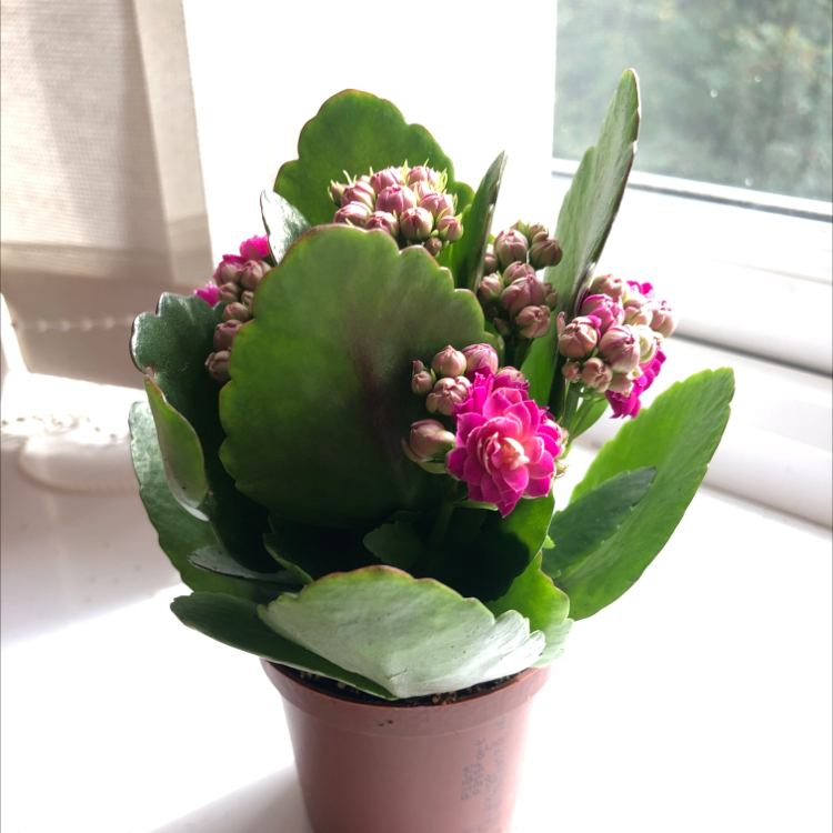 Photo of the plant species Florist Kalanchoe by @Charlottewellsx named Rose on Greg, the plant care app