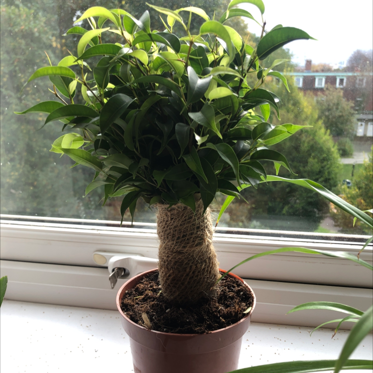 Photo of the plant species Adam's-Needle by @Charlottewellsx named Yasmin on Greg, the plant care app