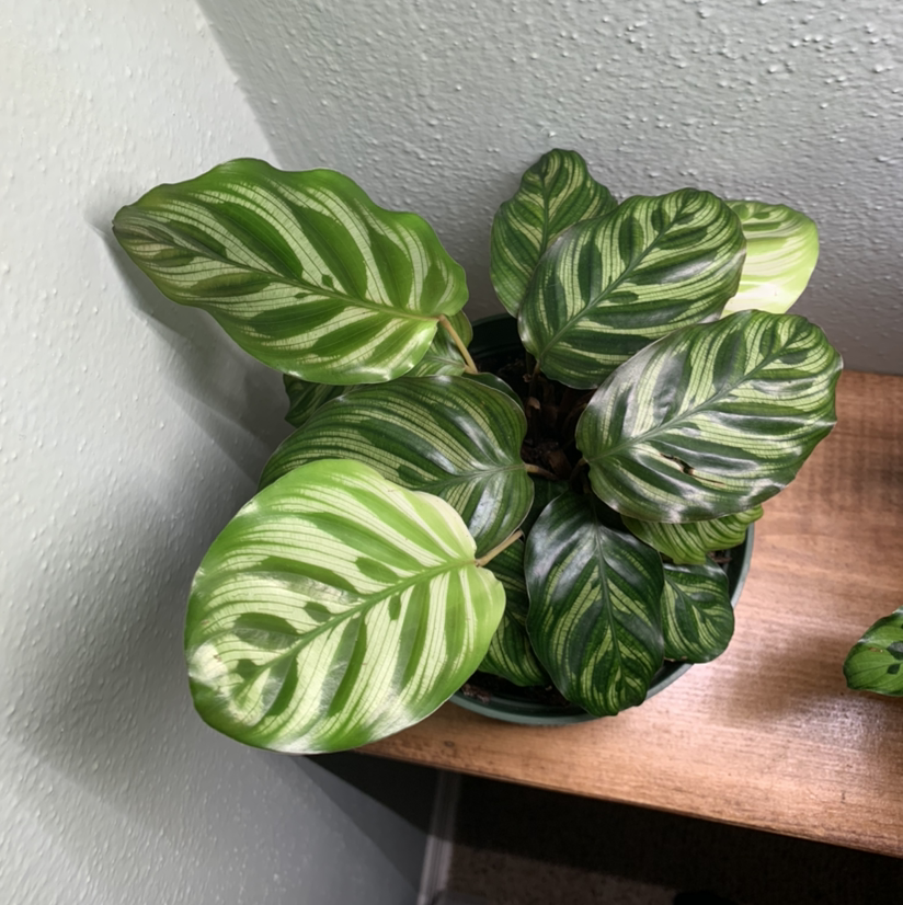 Healthy Cathedral Windows plant with variegated green and white leaves.
