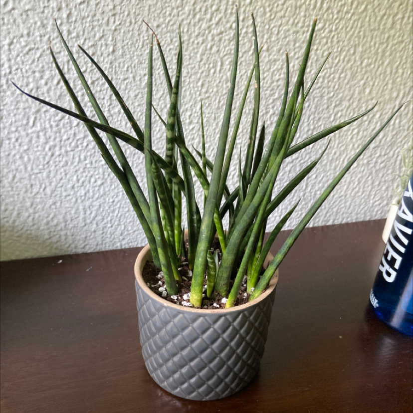 Photo of the plant species Dracaena 'Mikado' by @http.danyelle named Plankton on Greg, the plant care app