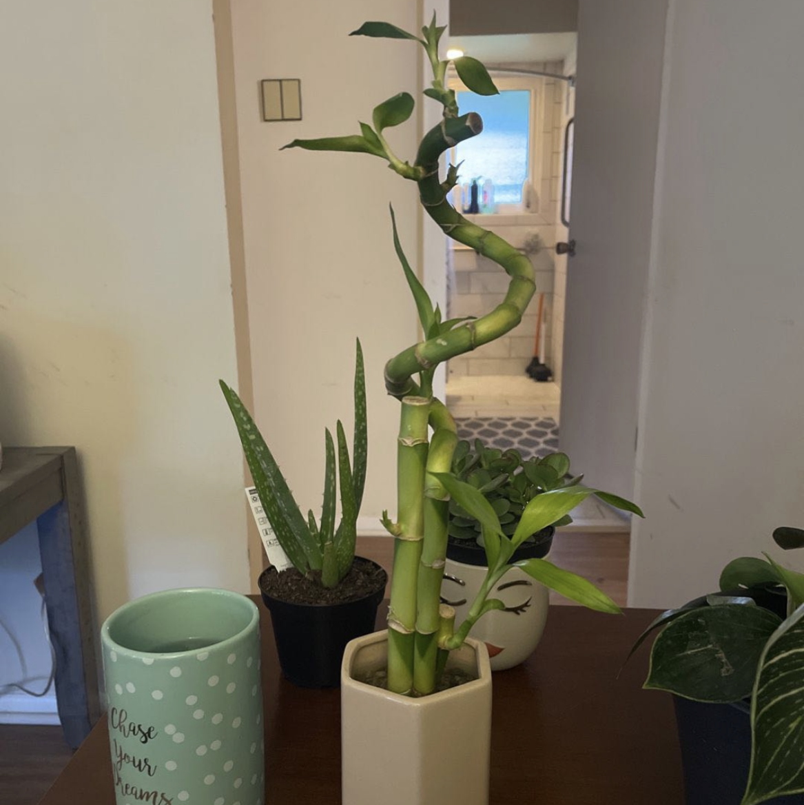 Photo of the plant species Common Bamboo by @Byrdt80 named Yaya on Greg, the plant care app
