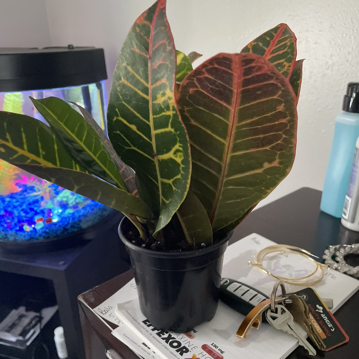 Gold Dust Croton plant photo by @Byrdt80 named Amber Michelle on Greg, the plant care app.
