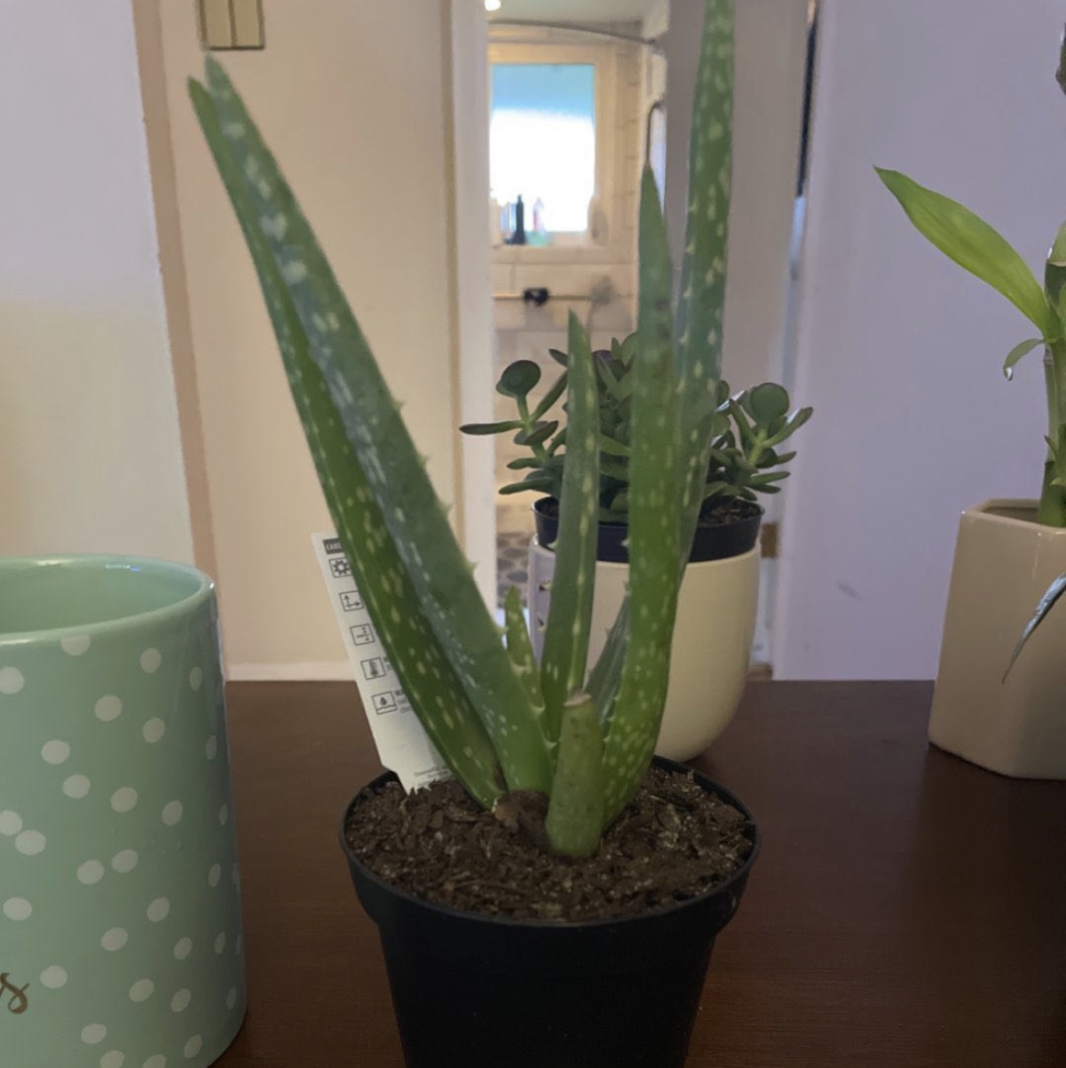 Aloe vera plant photo by @Byrdt80 named Bruce Malone on Greg, the plant care app.