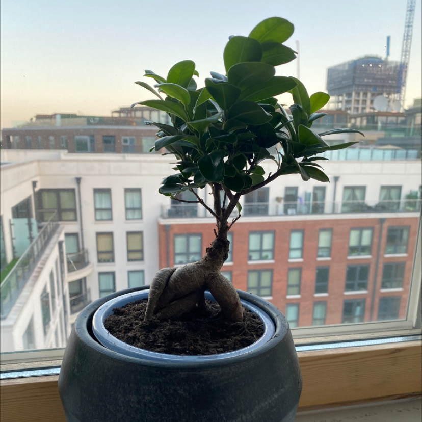 Ficus Ginseng plant photo by @aj_caesar named Toby on Greg, the plant care app.