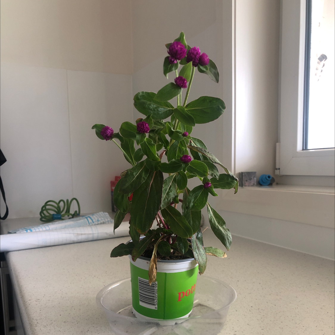 Potted Globe Amaranth plant with purple flowers on a countertop near a window.