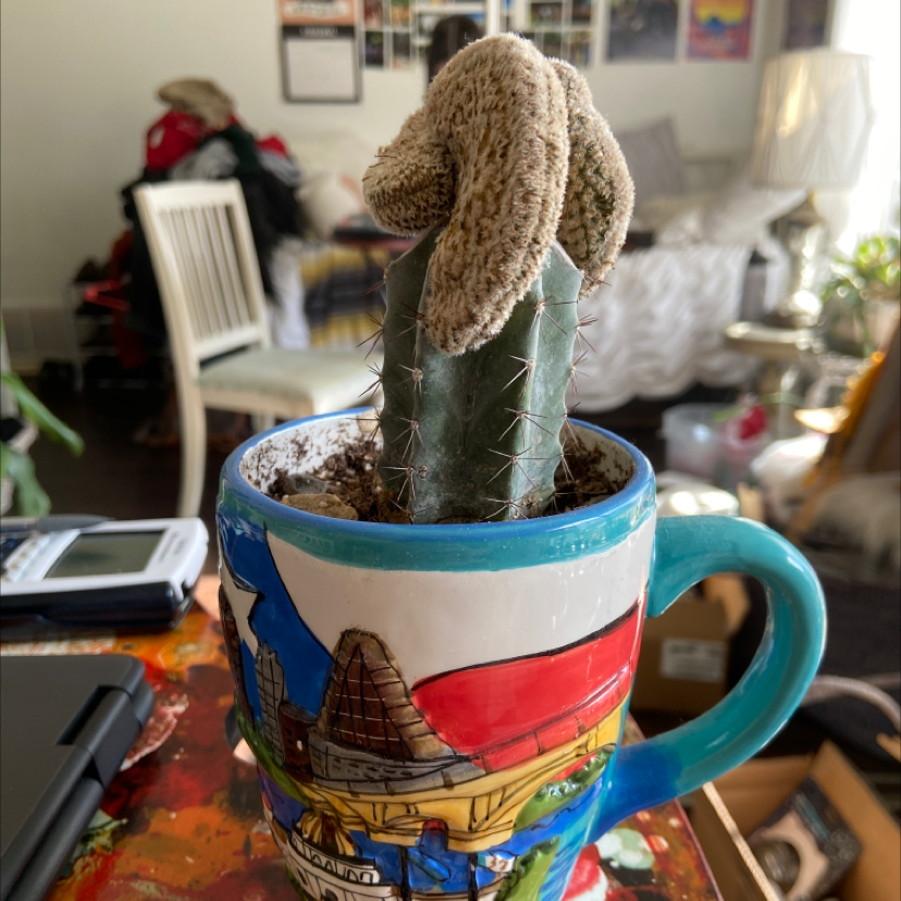 Blue Columnar Cactus in a colorful mug with some discoloration at the top.