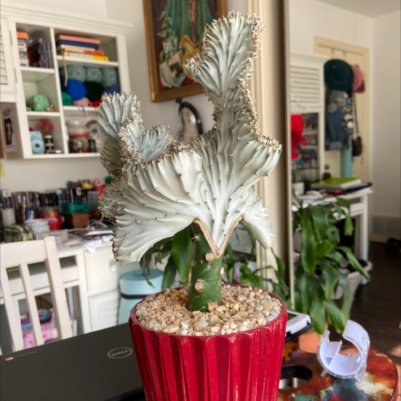 Candelabra Cactus in a red pot with household items in the background.