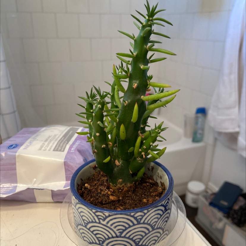 Eve's Needle Cactus in a blue and white patterned pot with visible soil.