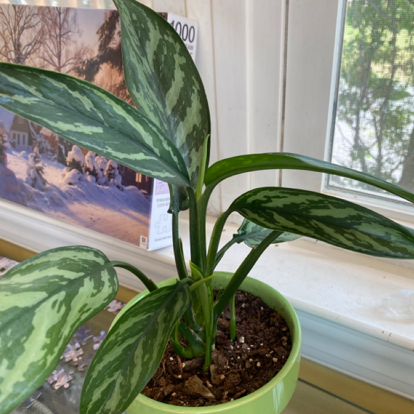 Aglaonema 'Tigress' plant in a green pot with visible soil and healthy variegated leaves.