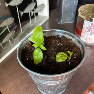 Sweet Basil plant photo by Calilaurel named Kesha on Greg, the plant care app.