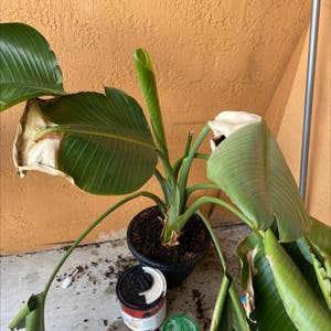 White Bird of Paradise plant photo by @calilaurel named Tyronia on Greg, the plant care app.