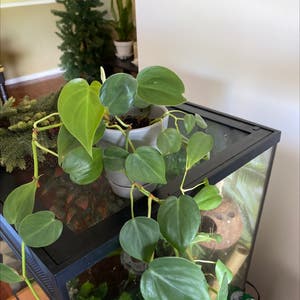 Heartleaf Philodendron plant photo by Calilaurel named fillllllllliboy on Greg, the plant care app.